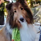 Entreprises 3 image GROOMING TAILS PET SALON Pet Grooming Services dans Fredericton NB