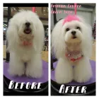 Entreprises 4 image GROOMING TAILS PET SALON Pet Grooming Services dans Fredericton NB