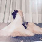 Business 1 image GROOMINTALES Pet Grooming Services in Kingston ON