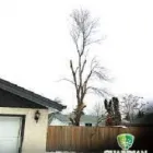 Business 1 image GUARDIAN TREE SERVICES LTD Tree Service/surgeons in Winnipeg South MB