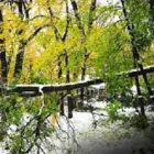 Business 3 image GUARDIAN TREE SERVICES LTD Tree Service/surgeons in Winnipeg South MB