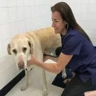 Business 2 image GUILDWOOD VILLAGE ANIMAL CLINIC Veterinarians in Scarborough ON