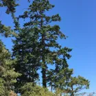 Business 1 image HEARTWOOD TREE CONSULTING Tree Work & Forestry Services in West Vancouver BC