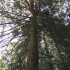 Business 2 image HEARTWOOD TREE CONSULTING Tree Work & Forestry Services in West Vancouver BC