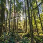 Business 3 image HEARTWOOD TREE CONSULTING Tree Work & Forestry Services in West Vancouver BC