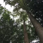 Business 4 image HEARTWOOD TREE CONSULTING Tree Work & Forestry Services in West Vancouver BC