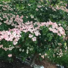 Business 5 image HEARTWOOD TREE CONSULTING Tree Work & Forestry Services in West Vancouver BC