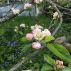 Business 7 image HEARTWOOD TREE CONSULTING Tree Work & Forestry Services in West Vancouver BC