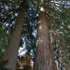 Business 8 image HEARTWOOD TREE CONSULTING Tree Work & Forestry Services in West Vancouver BC