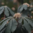 Business 1 image HEDGE TRIMMING VANCOUVER Landscaping & Gardening Services in Vancouver BC