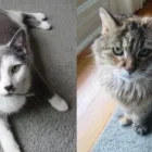 Business 3 image HOUSEGUARD HOUSESITTERS Security Services in Winnipeg MB