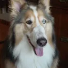 Business 1 image HOUSEGUARD HOUSESITTERS Security Services in Winnipeg MB