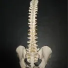 Entreprises 1 image INNOVATION PHYSICAL THERAPY Physiotherapists dans Edmonton AB