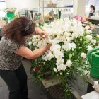 Entreprises 3 image ITAL FLORIST LIMITED Shopping dans Etobicoke ON