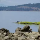 Entreprises 6 image JANIE'S GOT A BUS travel & tourism dans Nanaimo BC