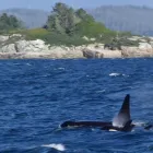 Entreprises 8 image JANIE'S GOT A BUS travel & tourism dans Nanaimo BC