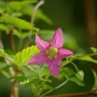 Entreprises 10 image JANIE'S GOT A BUS travel & tourism dans Nanaimo BC