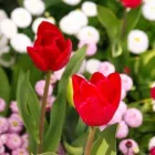 Entreprises 3 image JANIE'S GOT A BUS travel & tourism dans Nanaimo BC