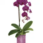 Business 6 image JOANNA'S FLORIST Shopping in Hamilton ON