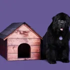 Entreprises 1 image JOHNSON INSURANCE Legal & Financial Services dans Kingston ON