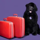 Business 1 image JOHNSON INSURANCE Legal & Financial Services in Gander NL
