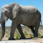 Business 2 image JULIEN SPÉCIFICITÉS DÉMO Pizzerias & Pizza Places in Verdun QC