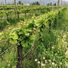Business 6 image KALALA ORGANIC ESTATE WINERY Vineyards, Wineries & Wine Producers in Westbank BC