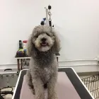 Business 2 image KATHY'S MUTT CUTS Pet Grooming Services in Victoria BC