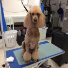 Business 3 image KATHY'S MUTT CUTS Pet Grooming Services in Victoria BC