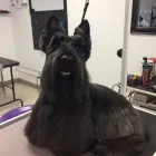 Business 4 image KATHY'S MUTT CUTS Pet Grooming Services in Victoria BC