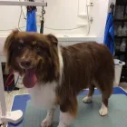 Business 5 image KATHY'S MUTT CUTS Pet Grooming Services in Victoria BC