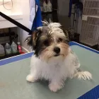 Business 7 image KATHY'S MUTT CUTS Pet Grooming Services in Victoria BC