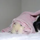 Entreprises 5 image KATO ANIMAL HOSPITAL Veterinarians dans Toronto ON