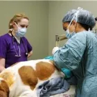 Entreprises 2 image KATO ANIMAL HOSPITAL Veterinarians dans Toronto ON