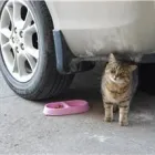 Entreprises 3 image KATO ANIMAL HOSPITAL Veterinarians dans Toronto ON