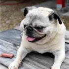 Entreprises 5 image KELORE KENNELS Business & Professional Services dans Grande Prairie AB