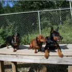 Entreprises 6 image KELORE KENNELS Business & Professional Services dans Grande Prairie AB