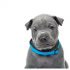 Entreprises 8 image KERRISDALE VETERINARY HOSPITAL LTD Veterinarians dans Vancouver BC