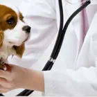 Entreprises 1 image KERRISDALE VETERINARY HOSPITAL LTD Veterinarians dans Vancouver BC