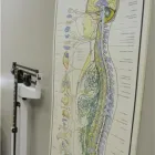 Business 1 image LADNER CHIROPRACTIC Health & Medicine in Delta BC