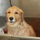 Entreprises 5 image LE ROYAUME DU TOILETTAGE Pet Grooming Services dans Sherbrooke QC