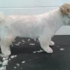 Entreprises 2 image LE ROYAUME DU TOILETTAGE Pet Grooming Services dans Sherbrooke QC