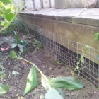 Entreprises 3 image LIDDLE RASCALS Pest Control Equipment & Supplies dans Scarborough ON