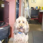 Entreprises 10 image LIGHTHOUSE MECHANICAL SERVICES LTD Truck Repair dans Delta BC