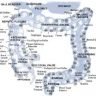 Entreprises 1 image LILY HEALTH STUDIO LTD. Reflexologists dans Markham ON