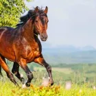 Business 7 image LOCH LOMOND VETERINARY HOSPITAL Veterinarians in Saint John NB