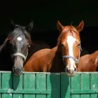 Business 19 image LOCH LOMOND VETERINARY HOSPITAL Veterinarians in Saint John NB