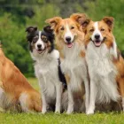 Business 20 image LOCH LOMOND VETERINARY HOSPITAL Veterinarians in Saint John NB