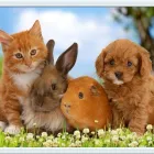 Business 10 image LONDON NORTH ANIMAL HOSPITAL Veterinarians in London ON