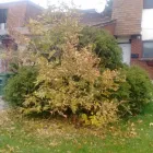 Entreprises 2 image LOW BALL PRICE TREE SERVICE Tree Work & Forestry Services dans Oakville ON